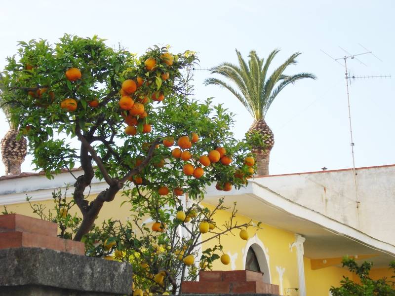 pomerance a citrony na strome