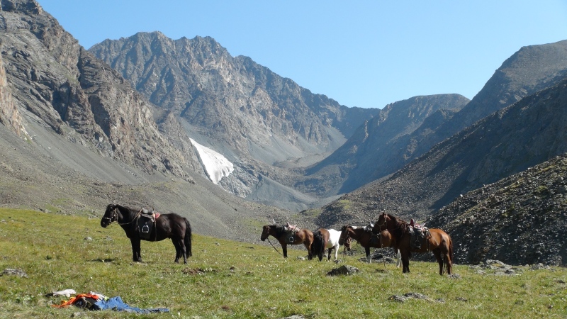 kone v mongolsku