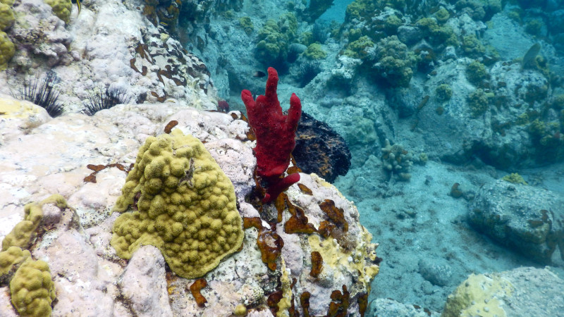 koraly karibik