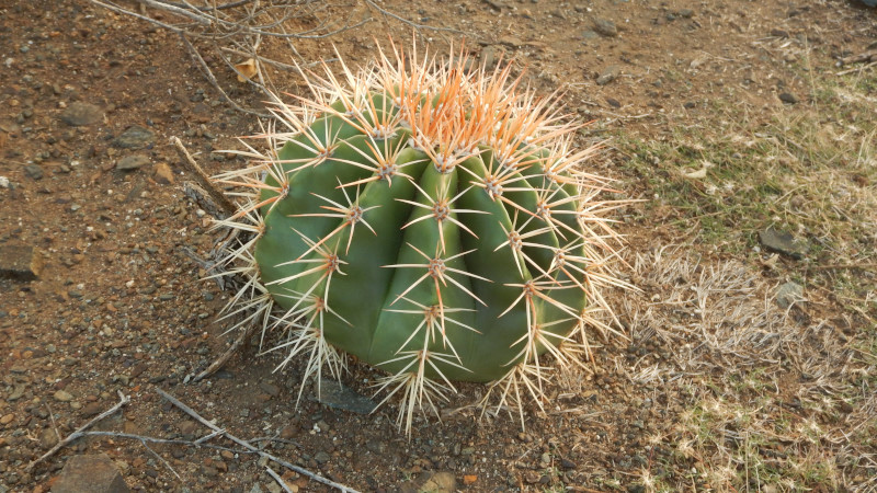 kaktus karibik