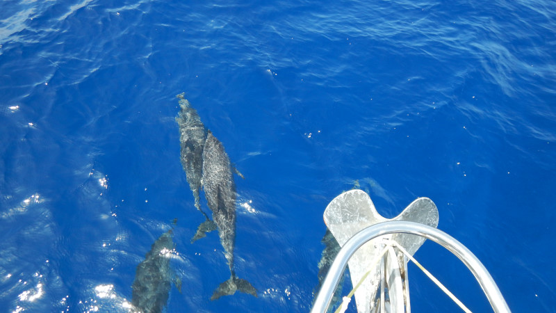delfini plavba na plachetnici