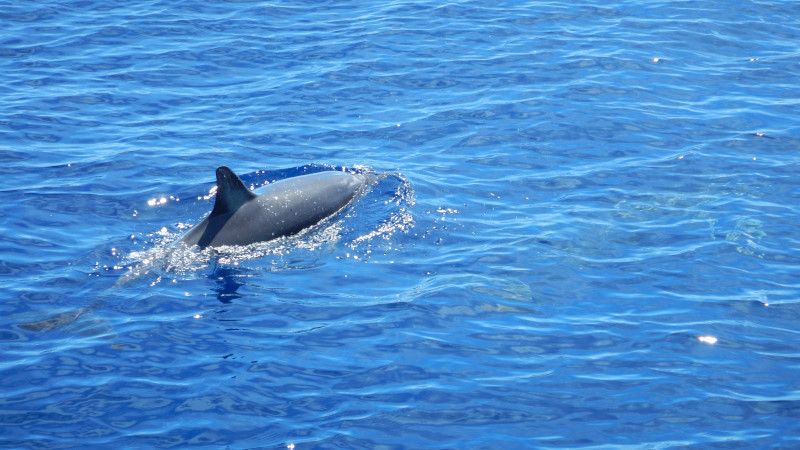 delfini na azorech