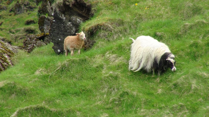ovce na vestmanskych ostrovech